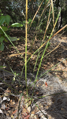 iNaturalist observation photo of Spanish Broom