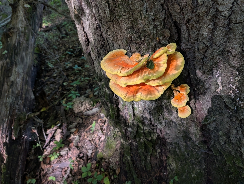 chicken of the woods · September 2026 · photo: Photo: (c) Bryan Rennick, some rights reserved (CC BY) · iNaturalist