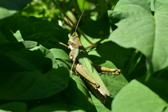 Coryacris angustipennis