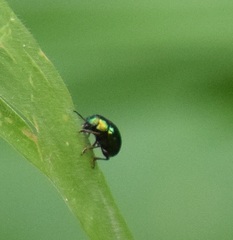 Eumolpinae