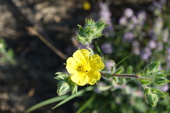 Potentilla pedata