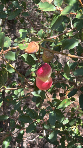 iNaturalist observation photo of California Gall Wasp