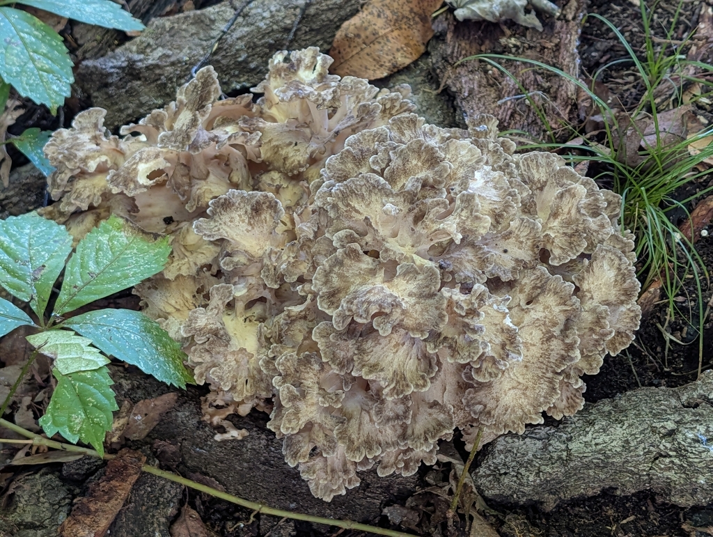 hen of the woods · September 2026 · photo: Photo: (c) Bryan Rennick, some rights reserved (CC BY) · iNaturalist
