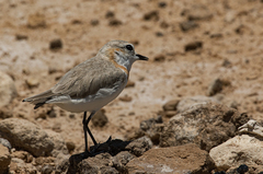 Charadrius pallidus