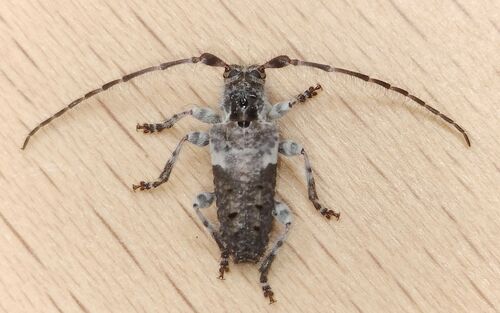 Pogonocherus perroudi