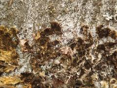 Xanthoriicola physciae