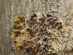 Xanthoriicola physciae