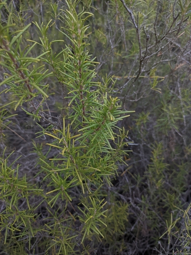 Rosemary
