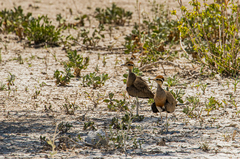 Cursorius temminckii