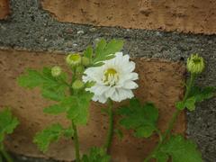 Tanacetum parthenium