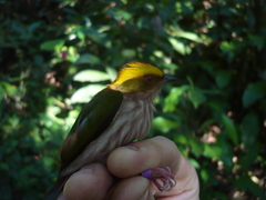 Machaeropterus pyrocephalus