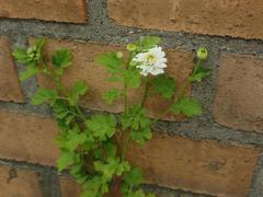 Tanacetum parthenium
