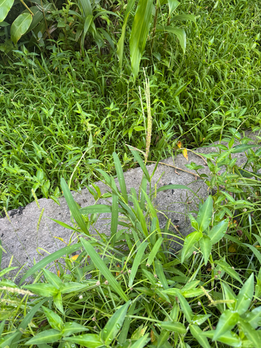 Digitaria setigera observed 2026-09-12