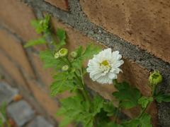 Tanacetum parthenium