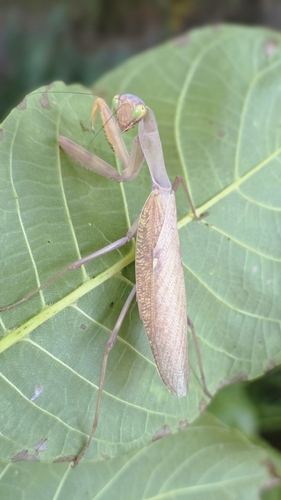 Transcaucasian Giant Mantis