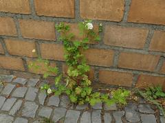 Tanacetum parthenium