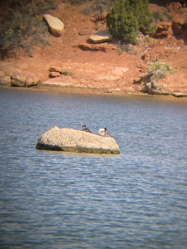 Common Merganser