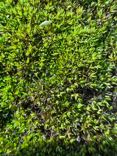 Hyophila involuta observed 2026-09-12