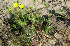 Potentilla pedata