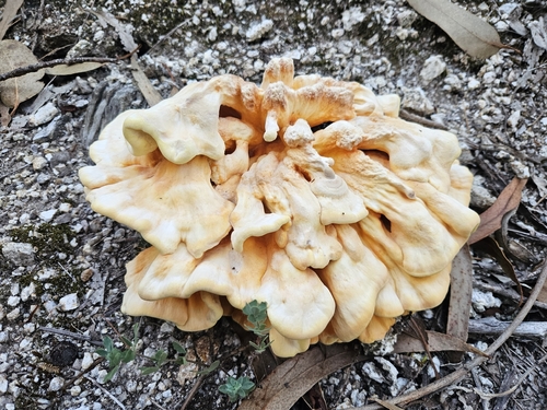 chicken of the woods