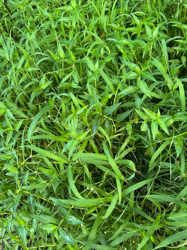 Digitaria setigera observed 2026-09-12