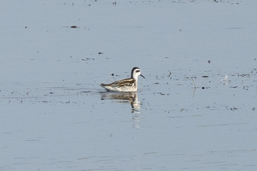 Red-necked Phalarope