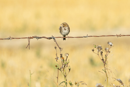 Savannah Sparrow