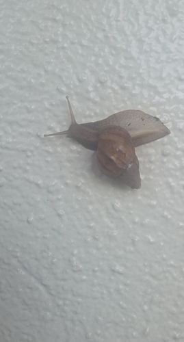 Lissachatina fulica observed 2026-09-12