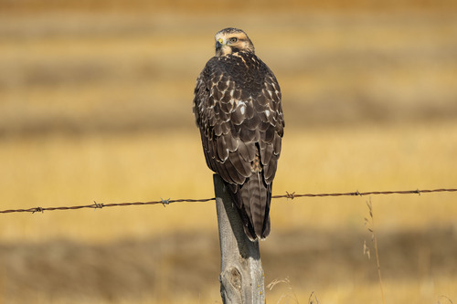 Swainson's Hawk