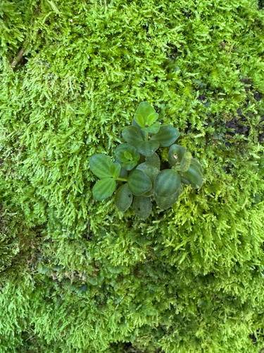 Peperomia tetraphylla observed 2026-09-12