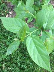 Calycanthus