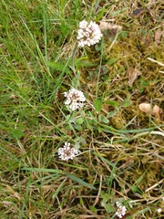 Noccaea caerulescens