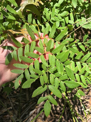 American Royal Fern
