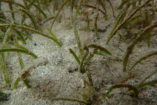Halodule (Halodule uninervis)