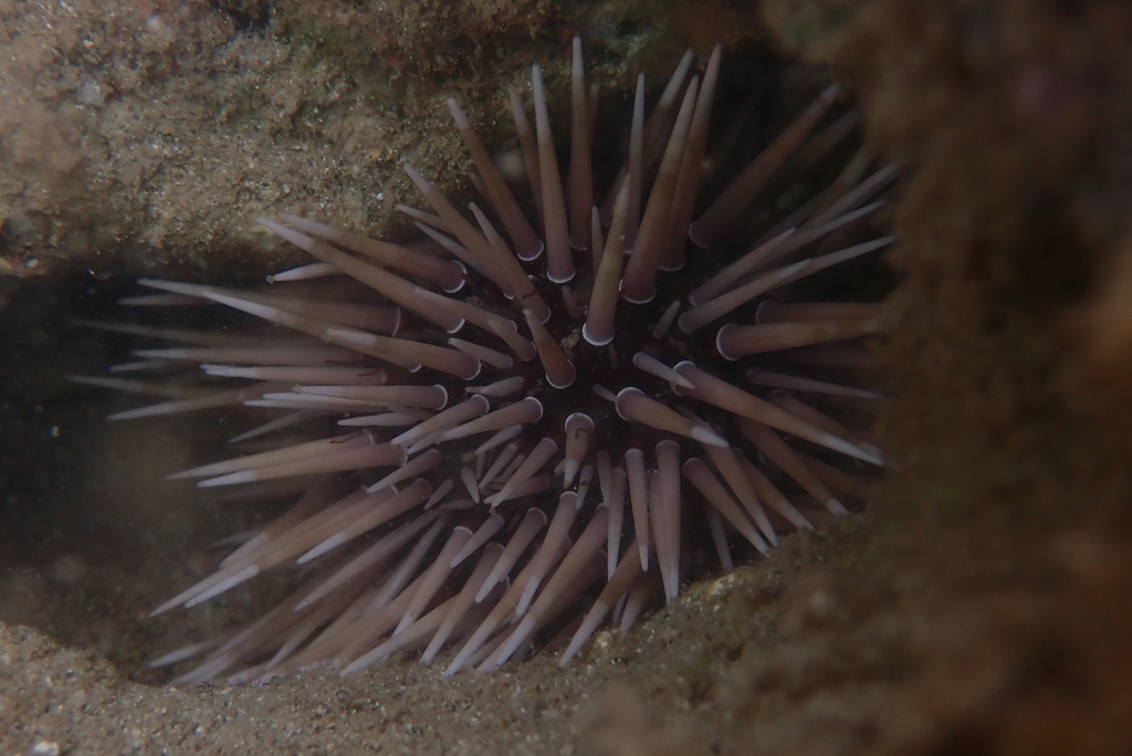 Rock-boring urchin