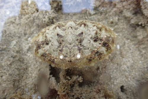 Calappa hepatica observed 2026-09-12