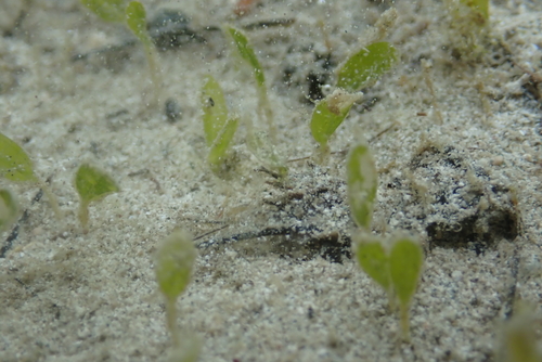 Halophila minor observed 2026-09-12