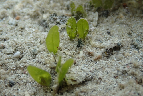 Halophila minor observed 2026-09-12