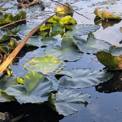 Nuphar polysepala, photograph 4
