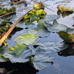 Nuphar polysepala, photograph author not stated, no rights reserved