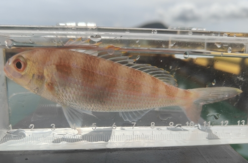 Notched Threadfin Bream