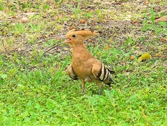 Upupa epops