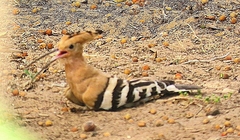 Upupa epops