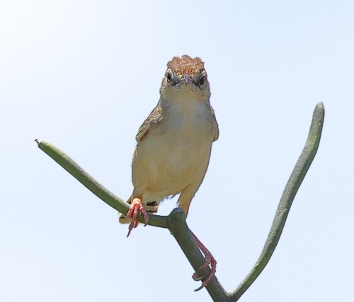 iNaturalist image