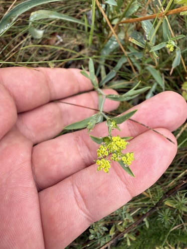 Bupleurum falcatum, photograph 3