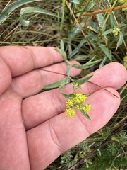 Bupleurum falcatum, photograph (c) Thomas Ebner, some rights reserved (CC BY)