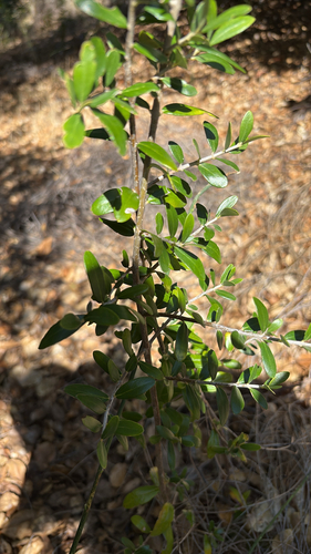 iNaturalist observation photo of Olive