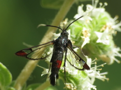 Synanthedon formicaeformis
