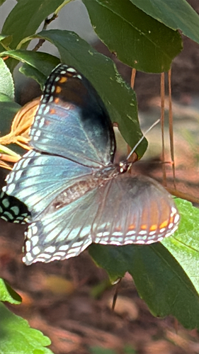 Red-spotted Purple