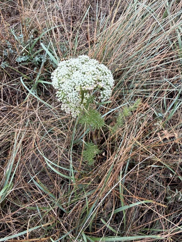 Seseli annuum, photograph 2